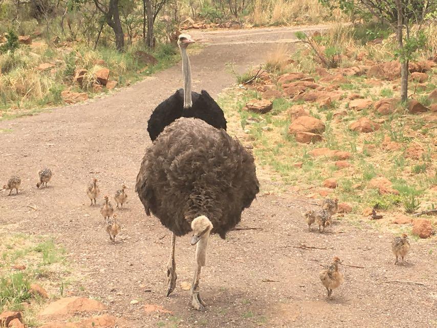 Mabalingwe Uzuri Lodge Bela-Bela Buitenkant foto