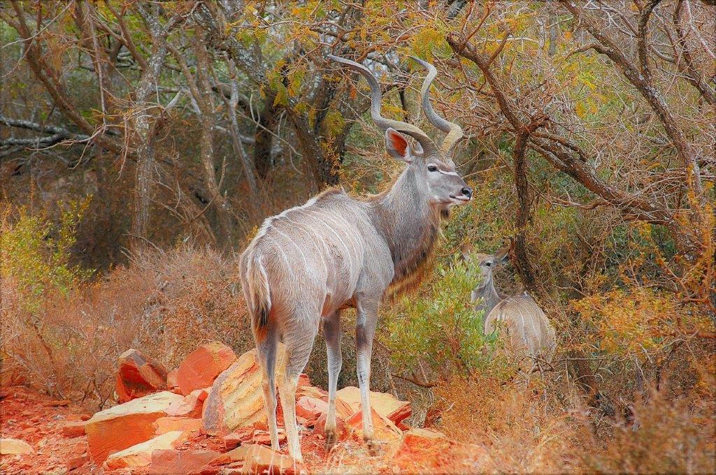 Mabalingwe Uzuri Lodge Bela-Bela Buitenkant foto
